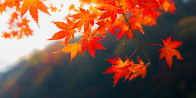 Japanese fall foliage at Arashiyama, Kyoto, Kinki region.