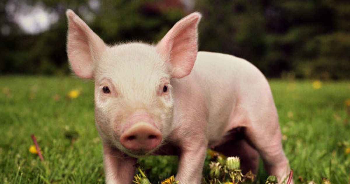 WATCH: Bacon Lovers Hold Piglets And Feel So Conflicted | HuffPost Life