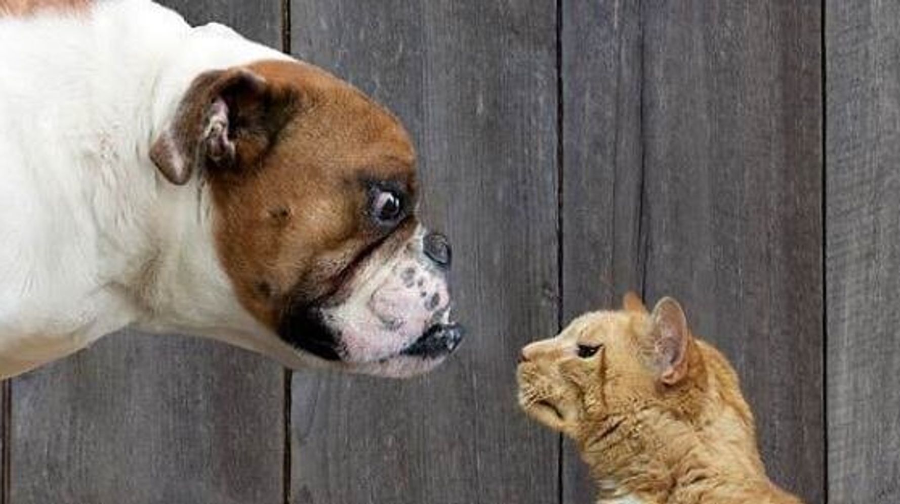 are cats and dogs opposites
