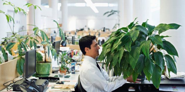 Businessman with Large Houseplant