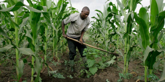 **ADVANCE FOR MONDAY, DEC. 10** A farmer prepare water channels in his maize field, Tuesday, July 17, 2007 in Ngiresi near the Tanzanian town of Arusha. (AP Photo/Karel Prinsloo)