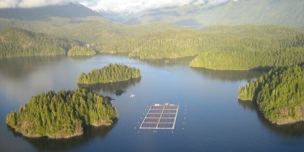 Ahousaht First Nation Warriors Win B.C. Salmon Farm Standoff | HuffPost ...