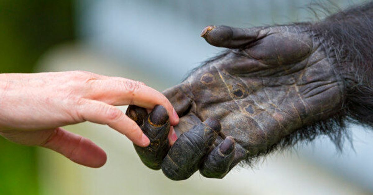 How Similar Are Humans to Chimpanzees and Orangutans? | HuffPost News