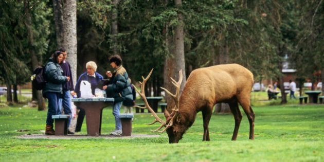 Bull elk feeding in Central Park beside tourists, Banff, Alberta, Canada.