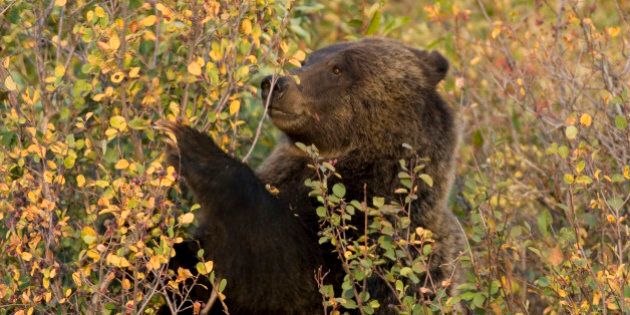 'In the fall, a female grizzly bear eats chokecherries from bushes in the Grand Tetons National Park. According to park rangers she is a 2.5 year old female offspring of female bear #399.'