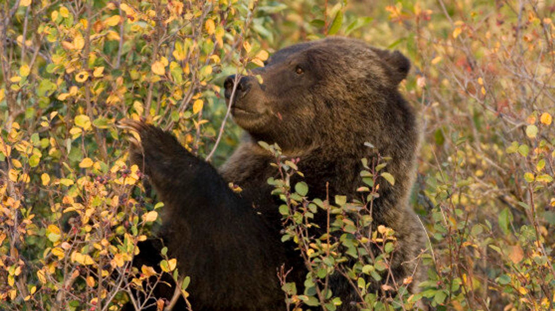 Бурый медведь ест малину