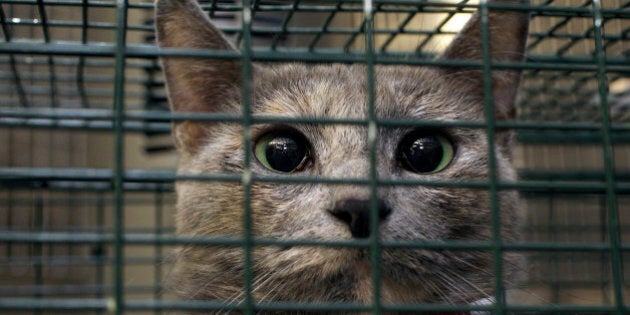 In this Friday, May 2, 2014 photo, a neutered cat named