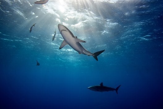 Silky sharks in Jardines de la Reina archipelago in Cuba.