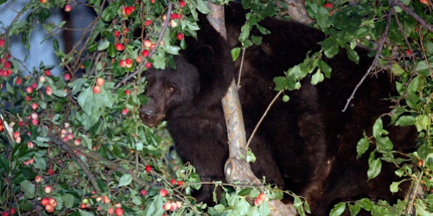 In this Aug. 25, 2009 photo, a bear forages for crab apples in a tree north of Main Street in Aspen, Colo. Nine bears have been killed by wildlife officers in and near Aspen so far this summer as some bears have gotten more aggressive in looking for food to prepare for hibernation. (AP Photo/David Zalubowski)