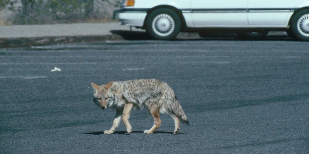 Coyote (Canis latrans) skulking through a parking lot.