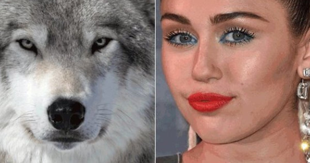 Miley Cyrus Opposes B.C. Wolf Cull HuffPost British Columbia