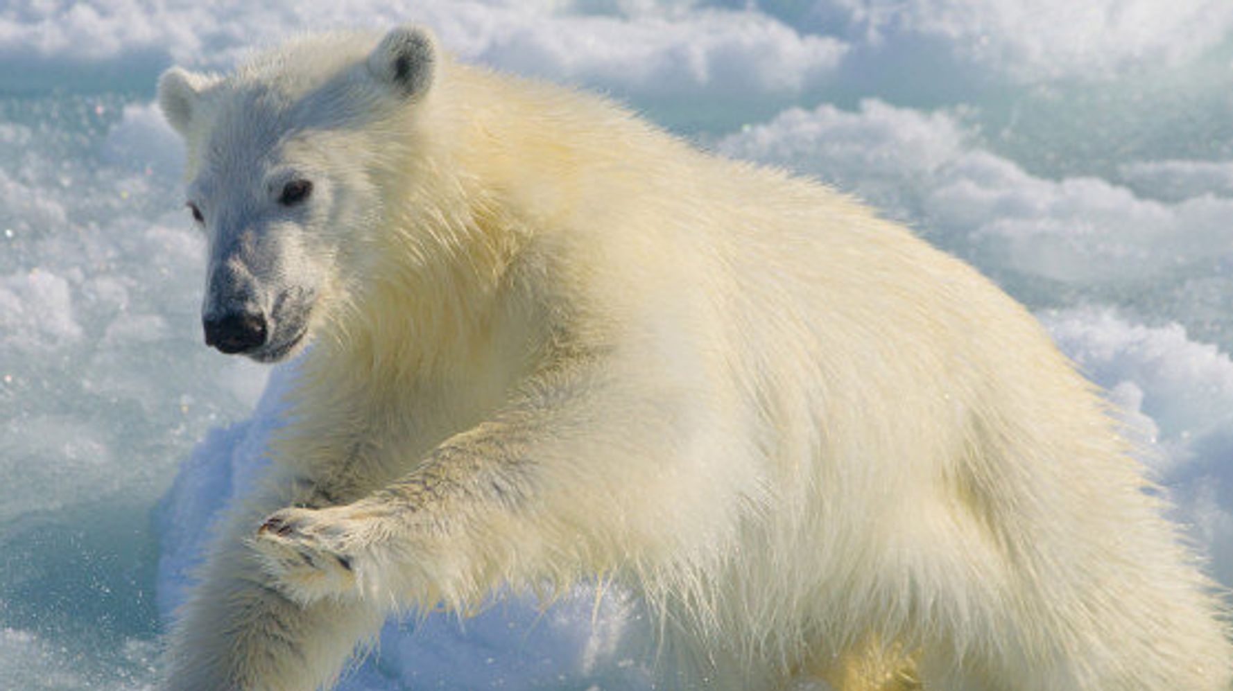 'Horribly Thin' Polar Bear Revealed In Kerstin Langenberger's Photo ...