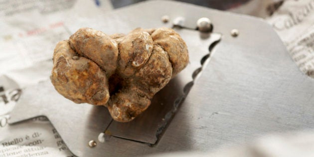 White truffle (from Alba, Italy) on truffle slicer