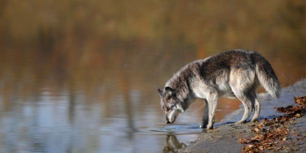 Wolf Drinking Water From A Pond