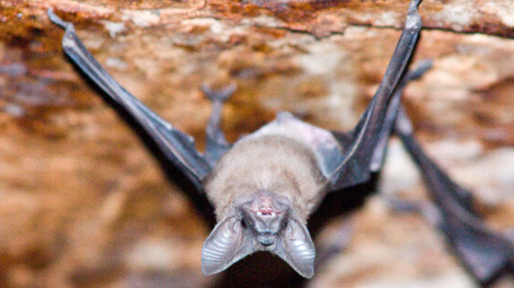 Vancouver Bat Tested Positive For Rabies After Possible Human Contact