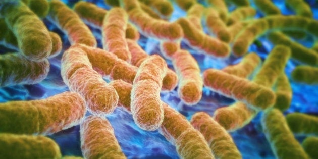 E.coli bacteria