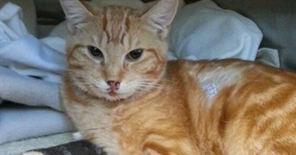 Cats Killed, Injured From Highrise Balcony Falls Prompt Vancouver SPCA