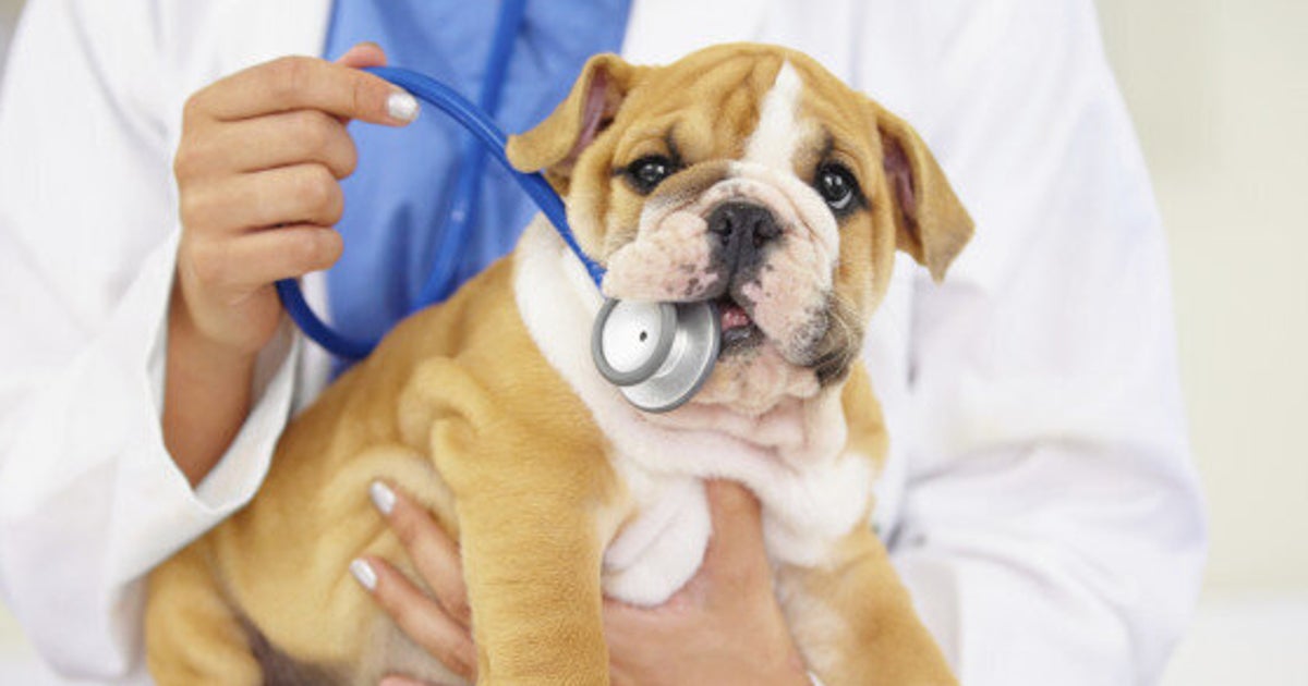 Your Pet's First Vet Visit And How To Make The Most Of It HuffPost Life