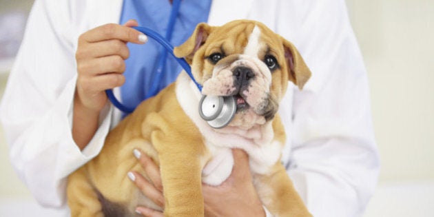 Cropped shot of a vet trying to listen to a bulldog puppy's heartbeat