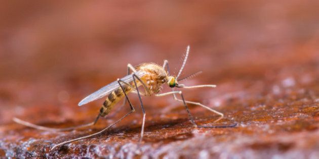 Macro photo of Mosquito on Brown Background