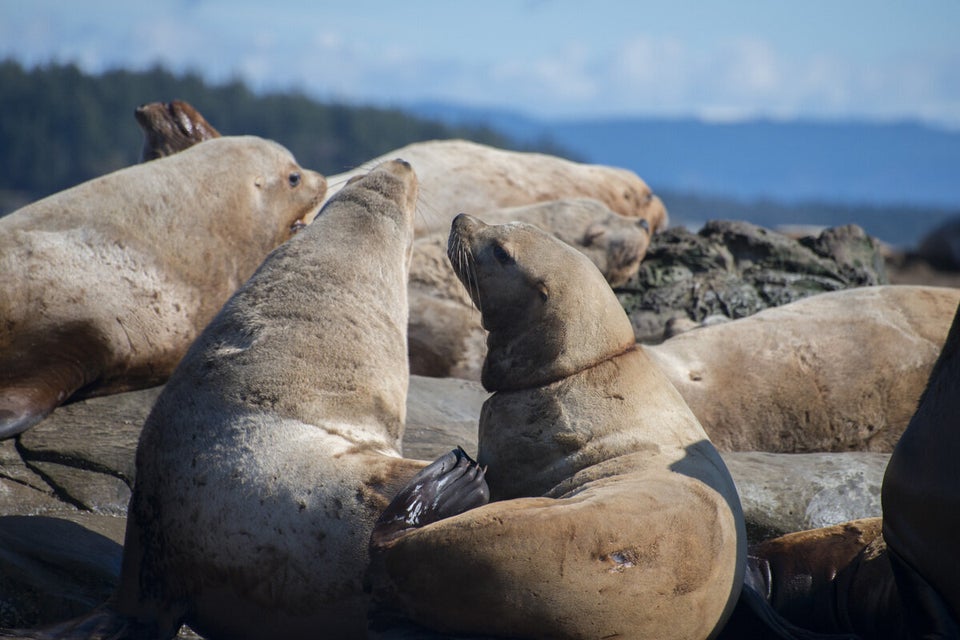 Vancouver Aquarium Sea Lion Rescue