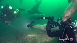 Frolicking With Sea Lions Is Part Of The Job For This B.C.