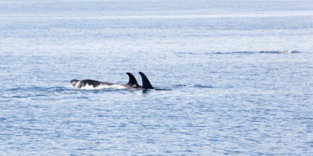 Orca's traveling in Johnstone strait, Vancouver Island, British Columbia, Canada
