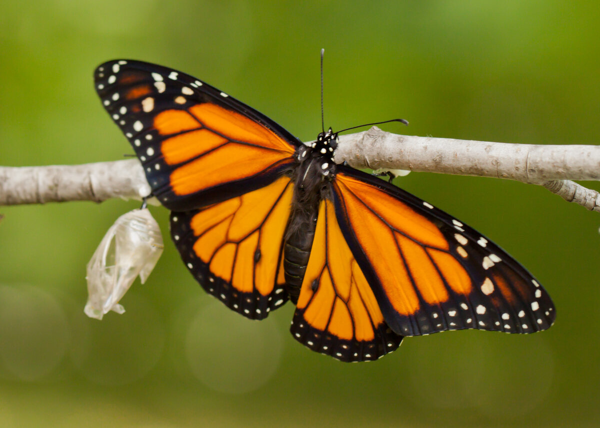 the noun project monarch butterfl