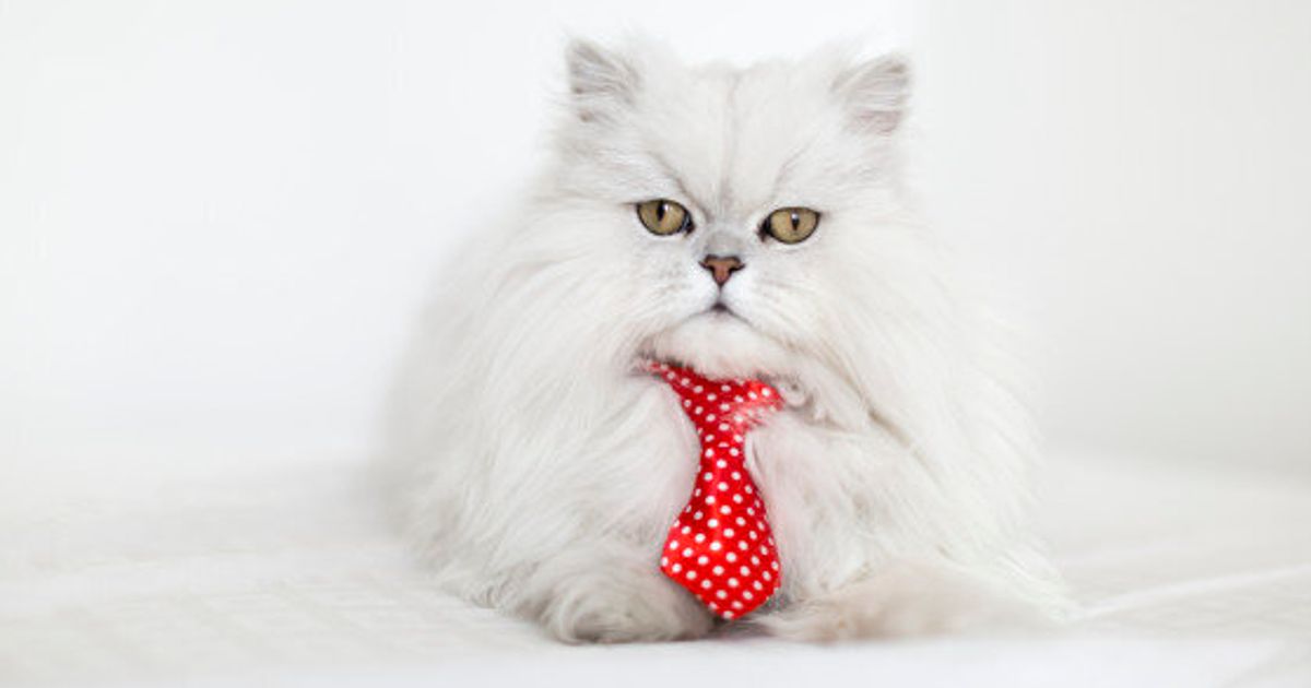 6 Career Lessons Your Cat Is Trying To Teach You Huffpost Canada