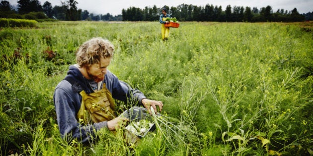 Farmer kneeling in field harvesting organic fennel