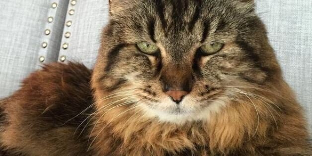 Corduroy The Oldest Living Cat In The World Enters The Guinness World   5cd6362c2100002f0073e63c 