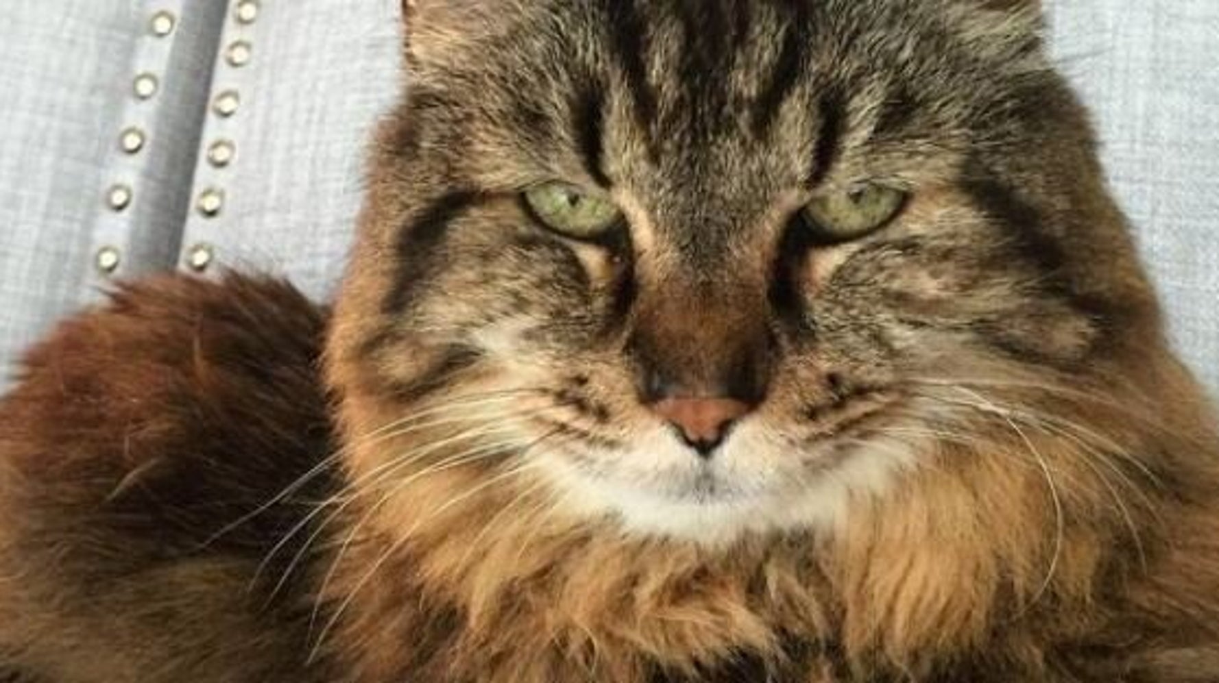 corduroy-the-oldest-living-cat-in-the-world-enters-the-guinness-world