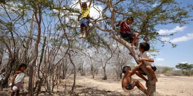 Wayuu indigenous boys play in a tree in Manaure, Colombia, Thursday, Sept. 10, 2015. Hunger exacerbated by a two-year-old drought is one of the biggest problems facing the Wayuu, a 600,000-strong ancestral tribe in La Guajira peninsula, the northernmost tip of South America. (AP Photo/Fernando Vergara)