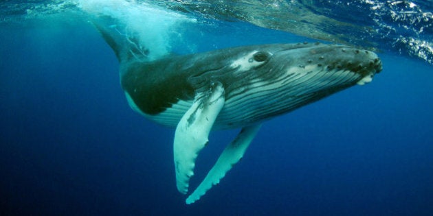 Humpback Whale (Megaptera novaeangliae) calf portrait