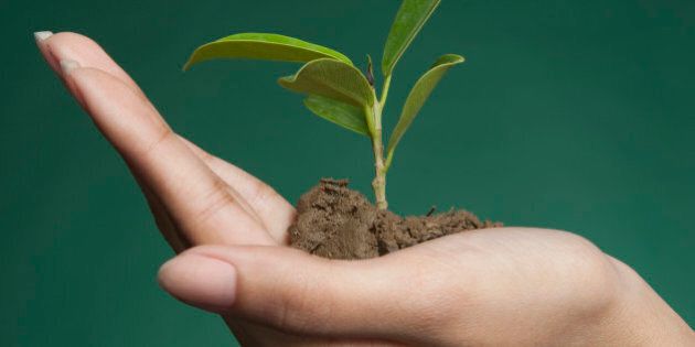 Woman's hand holding a seedling