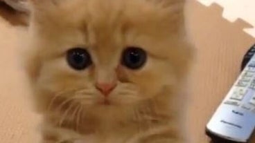 funny cat videos funny cat videos