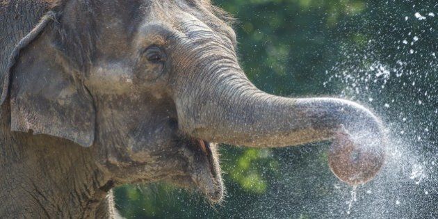 An Asian elephant beats the heat by gathering water from a sprinkler with his trunk, at Berlin's Zoologischer Garten Zoo August 10, 2015 as tempertures rose past the 30 degreemark.. AFP PHOTO / JOHN MACDOUGALL (Photo credit should read JOHN MACDOUGALL/AFP/Getty Images)