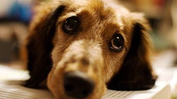 What My Kids Learned When Their Pets