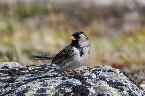 black cap sparrow