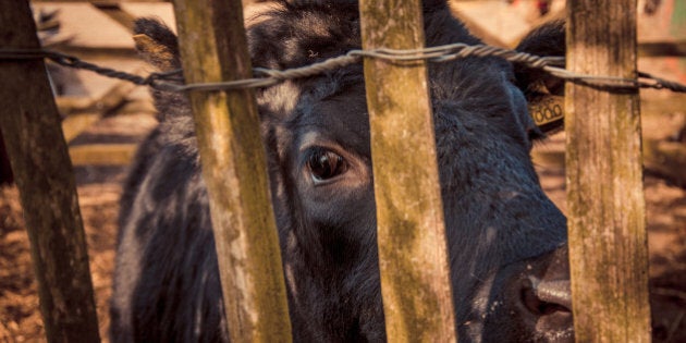 A black calf looking at the camera from behind a country gate, England, UK.