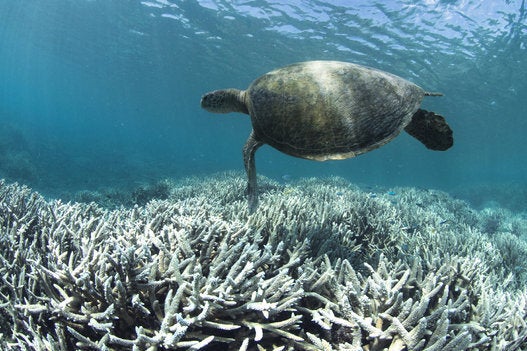 Heron Island, Australia