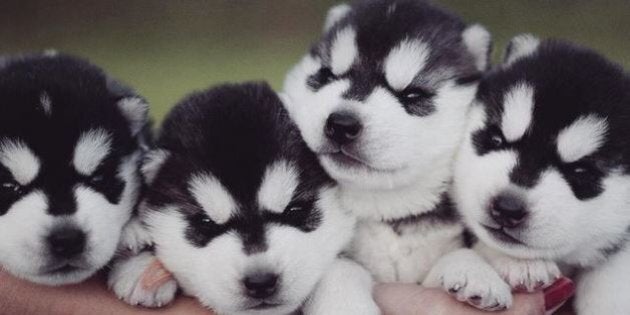 Siberian husky hot sale canada