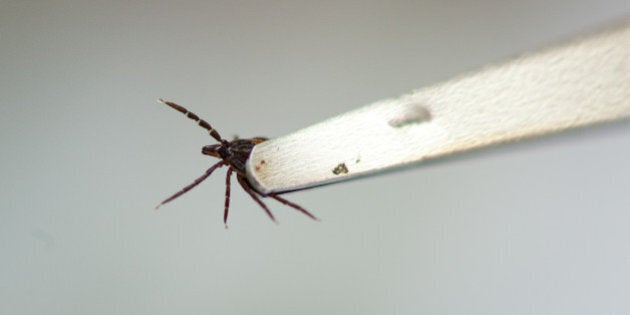 CESKE BUDEJOVICE, CZECH REPUBLIC - JULY 3: Tick is being held in laboratory tongs at Institute of Parasitology BC ASCR on July 3, 2013 in Ceske Budejovice, Czech Republic. Researchers from Institute of Parasitology BC ASCR in Ceske Budejovice have special pets. They breed ticks (Ixodes ricinus) and make experiments on them to contribute to the research of mite-borne diseases like Lyme disease or Encephalitis. (Photo by Petr Topic/isifa/Getty Images)