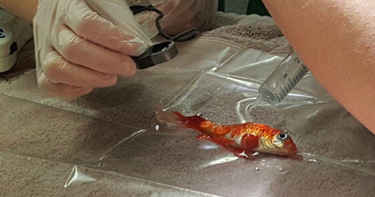 Goldfish Has Surgery To Remove Tumour At Toll Barn Veterinary Centre In ...