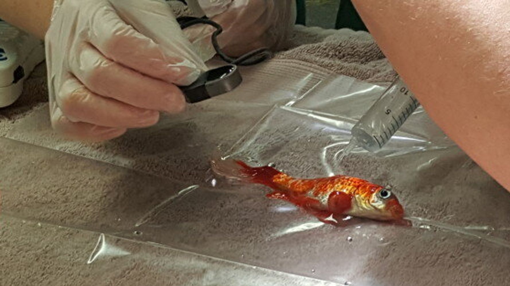 Goldfish Has Surgery To Remove Tumour At Toll Barn Veterinary Centre In ...