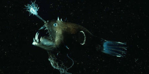 Anglerfish Mating Habits