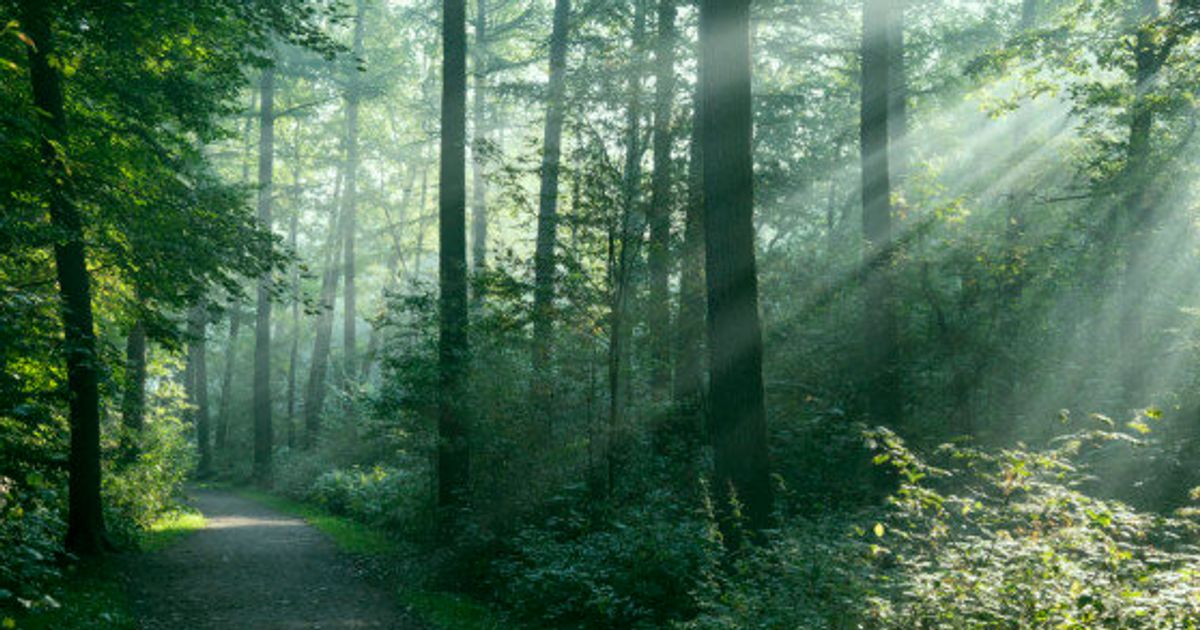 Trees Can Talk, See, And Even Fight | HuffPost Life