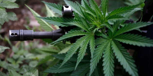 The rifle of a federal agent is seen through a marijuana leaf during the destruction of a marijuana plantation on the outskirts of the town of Casas Grandes, in the Mexican state of Chihuahua July 18, 2011.Federal agents located and destroyed 9 marijuana plantations totalling 7.4 acres in various areas of Casas Grandes sierra, local media reported. The federal forces incinerated some 9,600 kg (9.6 tonnes) of the drug and no detentions were reported.Picture taken July 18, 2011. REUTERS/Jose Luis Gonzalez (MEXICO - Tags: SOCIETY CRIME LAW)