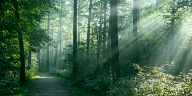 A sun-drenched footpath on a Sunday early morning in Hamburg.