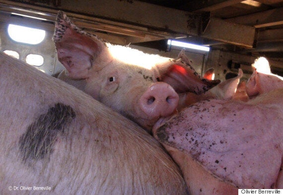 Animal Cruelty Will Continue Under Proposed Transport Regulations | HuffPost Politics Animal Cruelty Will Continue Under Proposed Transport Regulations | HuffPost Politics